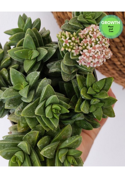 Crassus Springtime Multi Form 1 Adet