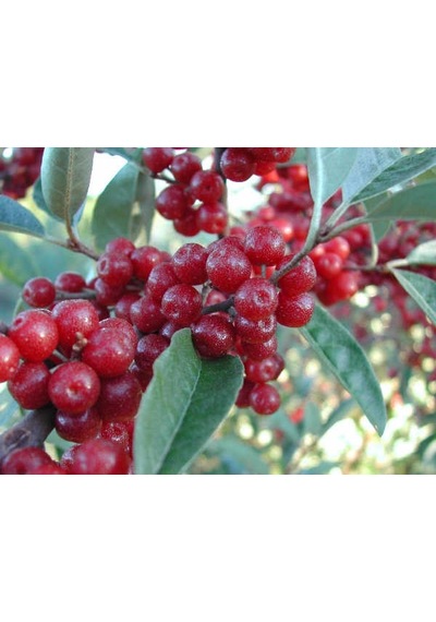 Güz Zeytini Eleagnus Umbellata Fidanı 150 -180 Cm Boyunda Meyve