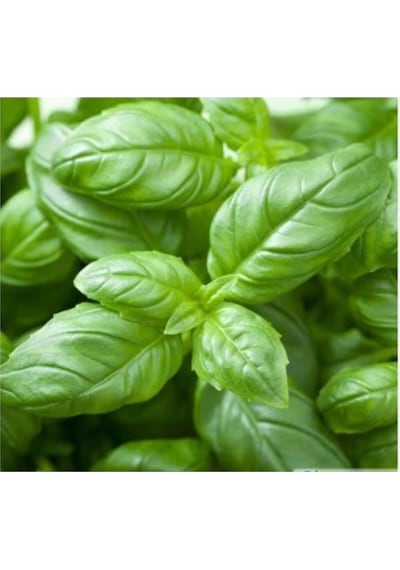 North Star Seed Yeşil Reyhan 2gr