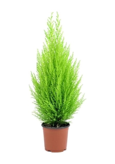 Bodur Limon Servi Çam Ağacı 30-60 Cm Diğer