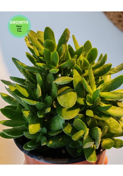 Crassula Money Maker 1 Adet
