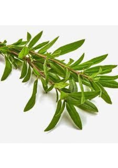 50 Adet Tohum Organik Kekik Tohumu Aromatik Dağ Kekiği Tohumu Sürpriz Hediye Tohum Ata Tohum
