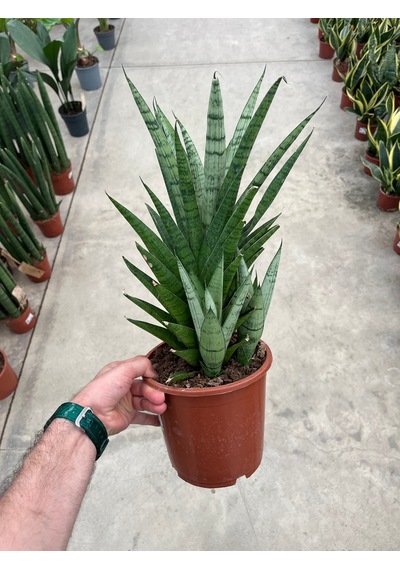 Sansevieria 'tough Lady' Paşa Kılıcı