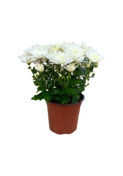 Beyaz Kasımpatı Krizantem Chrysanthemum Saksılı 10-20 Cm