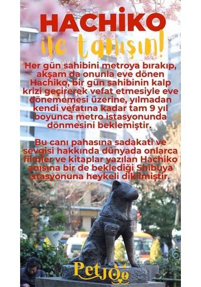 Petjoo 19.Hachiko Sarı-Kırmızı Qr'lı Köpek Künyesi
