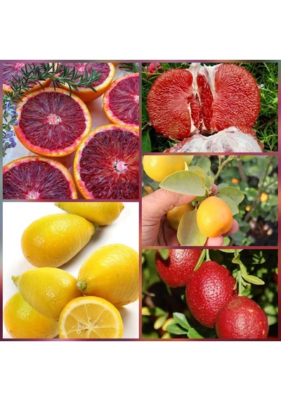 5 Li Aşılı Özel Narenciye Fidanı Pakedi Kan Portakal. Limequat.