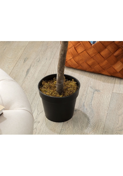Madame Coco Fleurir Saksılı Bitki 1kcıck1742 120cm-std