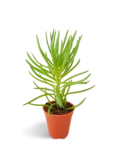 Etli Çalı Senecio Senecio Himalaya - Senecio Barbertonicus 20 A