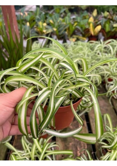 Serada Decor Plant Kurdele Çiçeği Çiçekli Bodur Bitki Chlorophytum Comosum 20-30cm