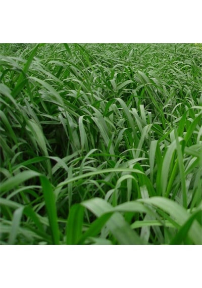 Ryegrass Tohumu Süt Otu Tohumu 5 Kg