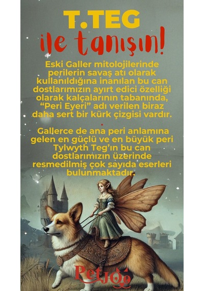 Petjoo 15.T.Teg Kırmızı-Sarı Qr'lı Köpek Künyesi