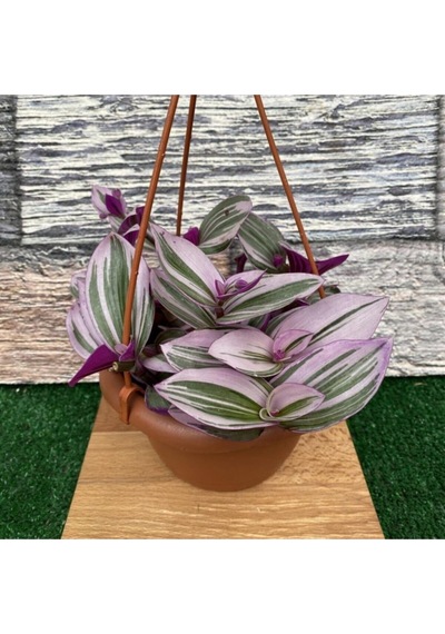 Serada Decor Plant Telgraf Çiçeği Alacalı Yapraklı Sarkaç Saksıda