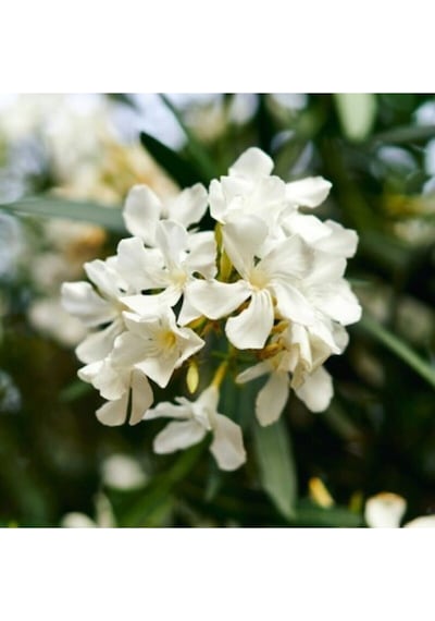 Beyaz Zakkum Çiçeği 40-70 Cm Saksılı Çiçekli Bodur Bitkiler White Oleander