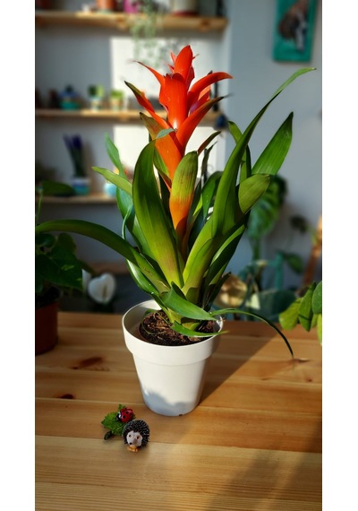 Guzmania Lingulata - Scarlet Star 303