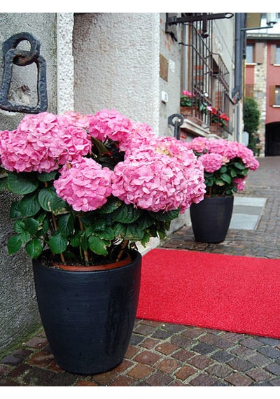 Videolu Pembe Ortanca 30 50 Cm 1 Adet Tüplü Çiçekli Bahçe Balkon Bitkisi Hydrangea Macrophylla