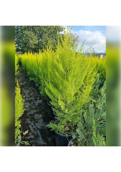 Limon Servi Cupressus Macrocarpa Goldcrest 100 Cm