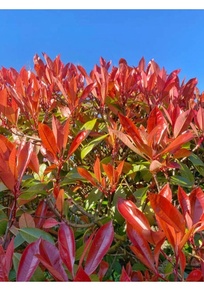 Çok Avantajlı Alev Çalısı Kırmızı Yaprak 30 50cm 1 Adet Photinia Serratifolia
