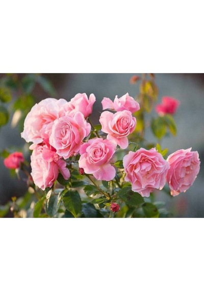 5 Adet Pink Rose Gül Tohumu