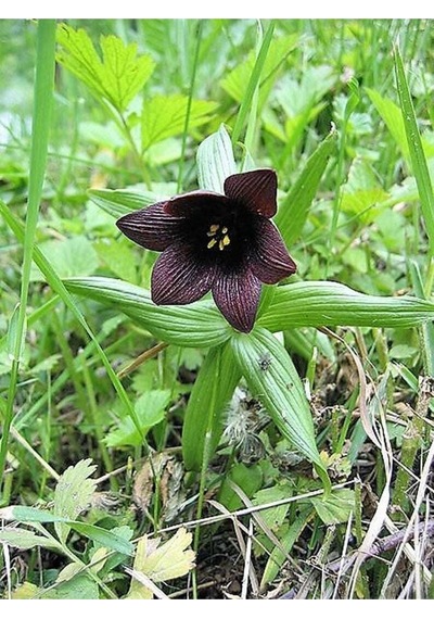 10 Adet Chocolate Lıly Black Kamchatka Brown Tohumu