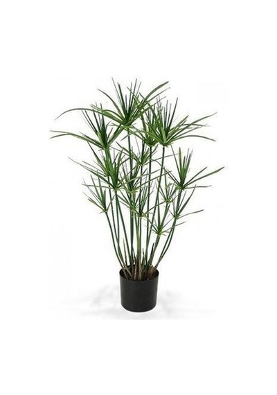 Salon Bitkisi Japon Şemsiyesi 1 Adet Saksılı 50-60cm Cyperus Alternifolius