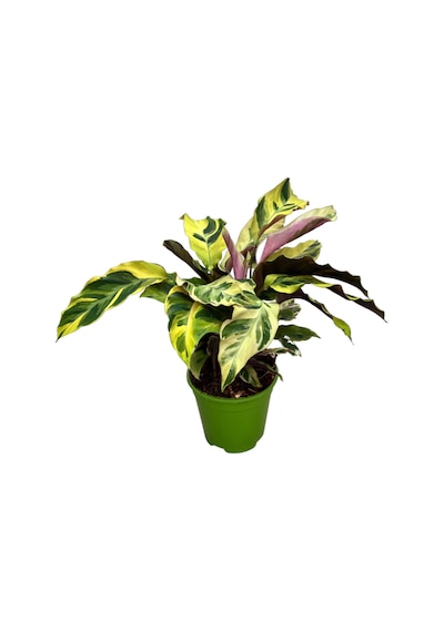 Calathea 'fusion Yellow' Dua Çiçeği Ø14 Cm Y35-40 Cm
