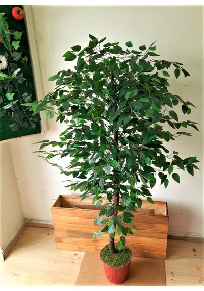Yapay Benjamin Ağacı 1.60 Mt Boy Ficus Benjamia Islak Canlı Doku Doğal Görünüm Yeşil Karışık