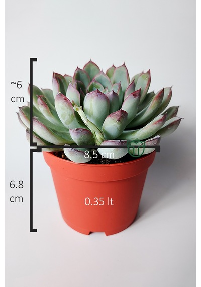 Echeveria Chihuahuaensis Koleksiyonluk Sukulent 8.5 Cm Saksıda