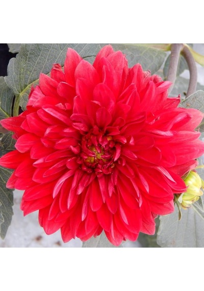 Garden Wonder Dahlia İri Yıldız Çiçeği Yumrusu 1 Adet