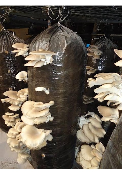 2.5 Kg İstiridye Mantar Tohumu Ekim Poşeti Hediyeli 1 adet