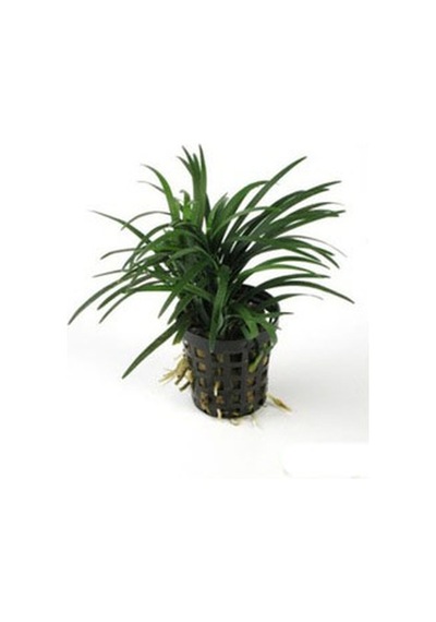 Ophiopogon Japonicus Nana 3 Kök