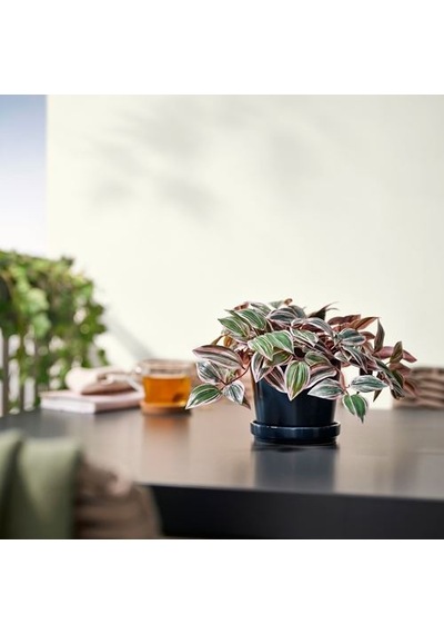 Ikea Fejka Yapay Bitki, Yeşil, 12 Cm, İç/dış Mekan Tradesceantia