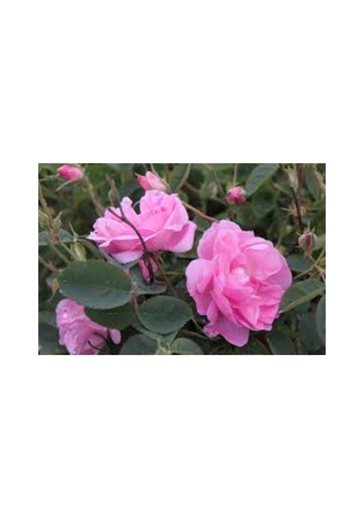 Aşılı Gül Fidanı Pembe 10-20 Cm