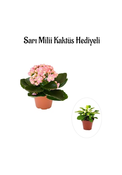 Kadınlar Gününe Özel Açık Pembe Kalanşo-emel Hanım Çiçeği Sarı Milli