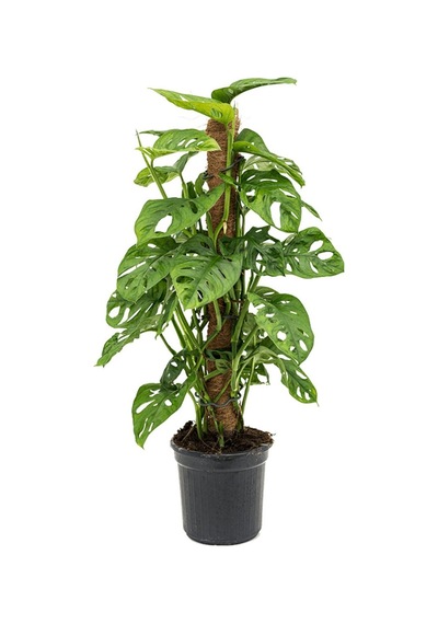 Delikli Devetabanı (Monstera Adansonii Monkey Mask) Sopalı 2 Adet