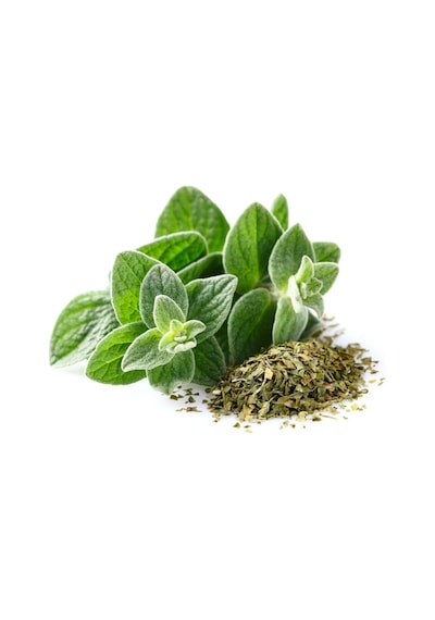 500+ Mercan Köşk Oregano Yeşillik Tohumu N112462