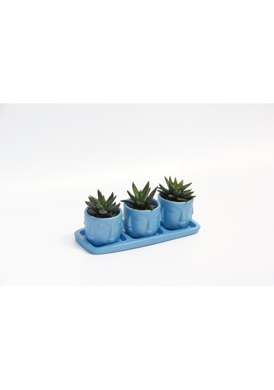 Trio Mavi Adler Sukulent Seti - Haworthia Pumila