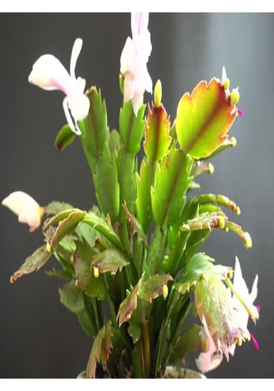 Videolu 1 Adet Beyaz Yılbaşı Çiçeği 20-30 Cm Tüplü Çiçekli Bodur Bitkiler Zygocactus