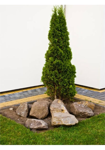 Videolu Kara Servi Mezarlık Servisi 35 45cm 1 Adet Saksılı Dış Mekan Bitkisi Cupressus Sempervirens