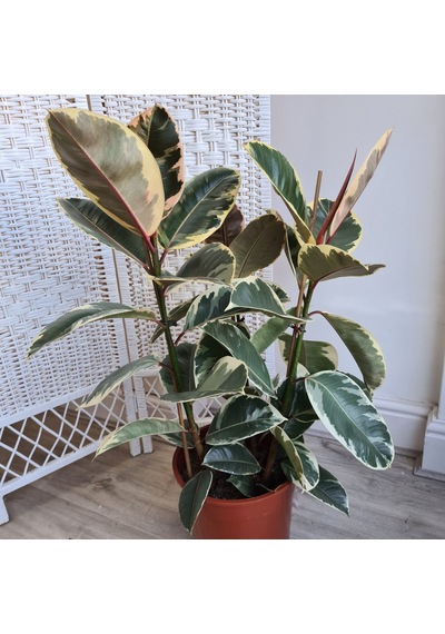 Kauçuk – Ficus Elastica& Ficus Elastica Tineke 2'li Set