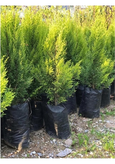 Limoni Servi Limon Çamı Cupressus Macrocarpa 30-50 Cm