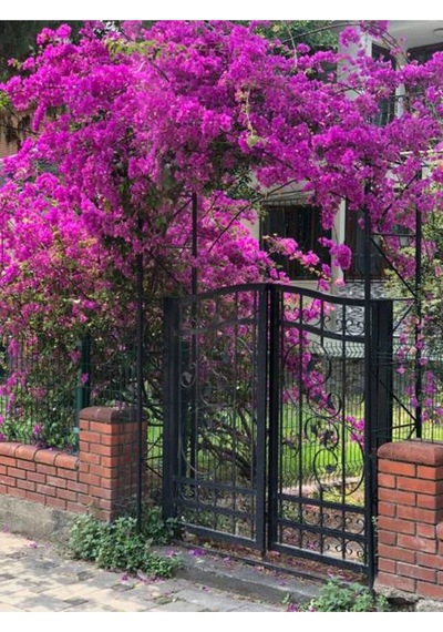 Fuşya Begonvil Çiçeği Fidesi 60-110 Saksılı Çiçekli Bodur Bitkiler Bougainvillea Seedling