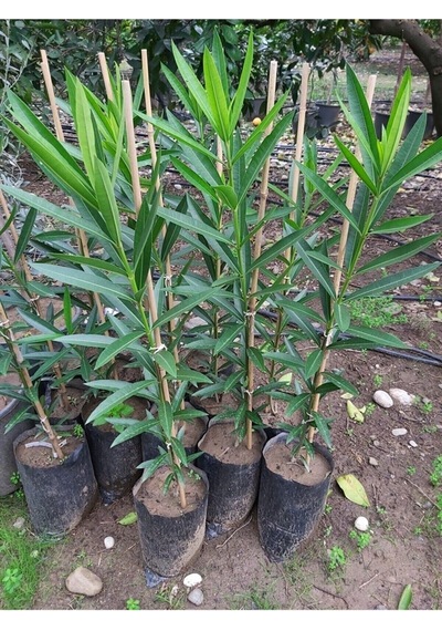 Pembe Çiçekli Zakkum Fidanı 40-60 Cm Tüplü Çiçekli Bodur Bitkiler Pink Oleander