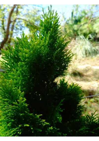 Videolu Leylandi Çit Çamı 20-40 Cm 2 Adet Tüplü Dış Mekan Bitkisi Cupressocyparis Leylandii
