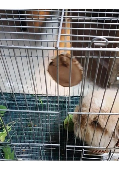 Tr Hamster - Tavşan Kemirme Oyuncağı