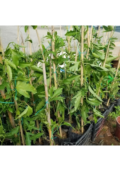 Sarı Pasiflora Edulis PANAMA GOLD (Meyve Verir Yaşta), +70cm