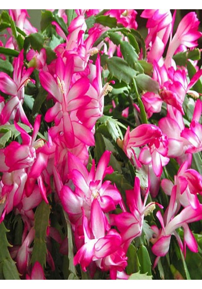 4 Adet Pembe Yılbaşı Çiçeği Bitkisi 15-30cm Saksılı Poinsettia