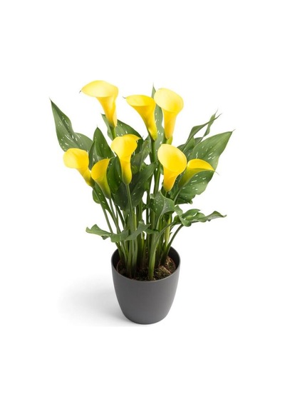 Gala Gelin Çiçeği Calla Lily Sarı 10-20 Cm