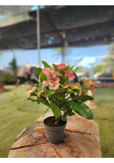 Japon Iğnesi Dikenler Tacı Euphorbia Milii Fidanı Saksılı 10-20 Cm