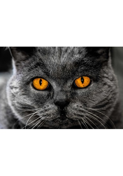 British Shorthair Kedi Kanvas Tablo