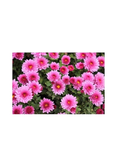 Pembe Kasımpatı Çiçeği Fidanı Saksılı 10-20 Cm